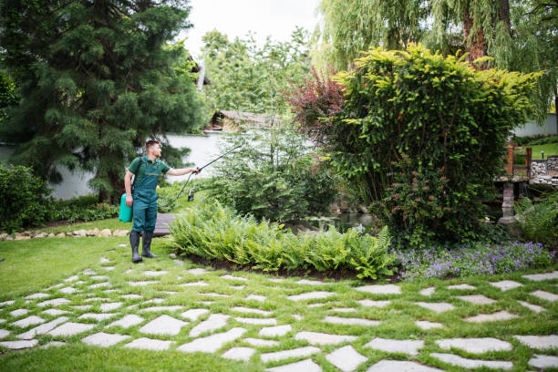 Lawn Renovation and Restoration in Fetters Hot Springs Agua Caliente, CA