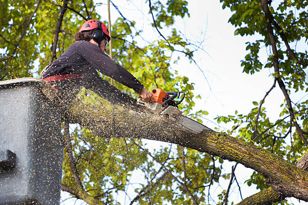 Fetters Hot Springs Agua Caliente, CA Tree Services Company
