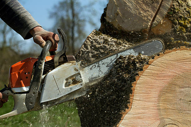 How Our Tree Care Process Works  in  Fetters Hot Springs Agua Caliente, CA